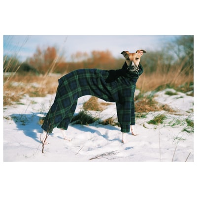 白天在积雪覆盖的地面上穿着绿色夹克的棕色短毛狗